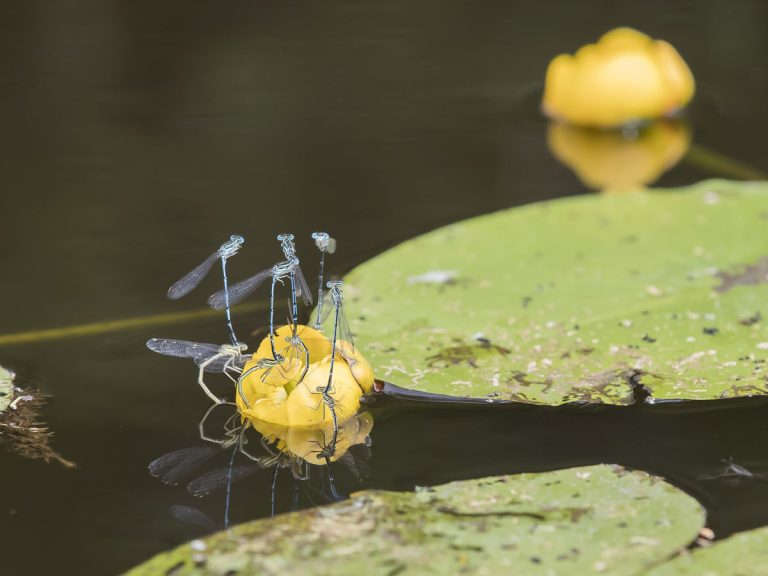 fotoelamys_kiuruvesi
